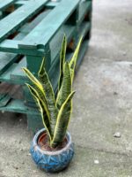Zdjęcie rośliny Sansevieria Laurenti, ujęcie 1