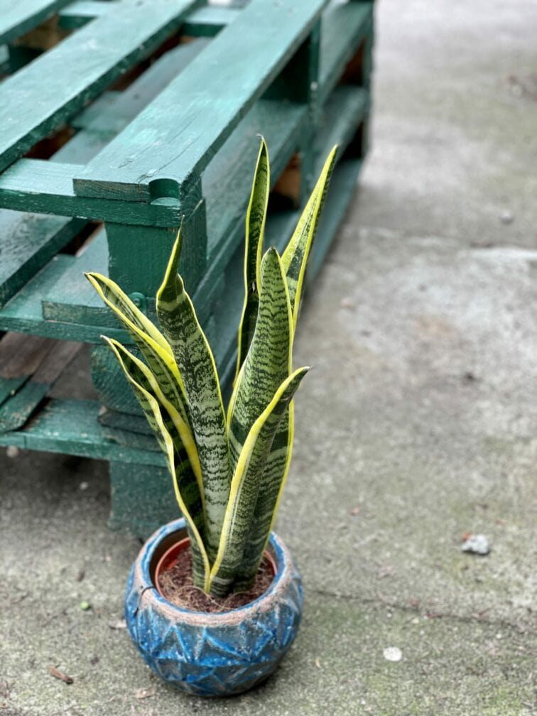 Zdjęcie rośliny Sansevieria Laurenti, ujęcie 1