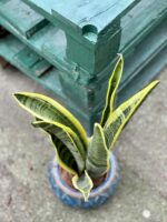 Zdjęcie rośliny Sansevieria Laurenti, ujęcie 2