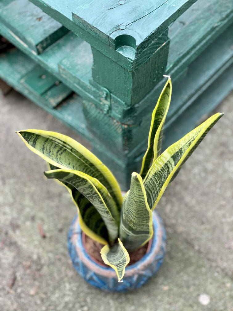 Zdjęcie rośliny Sansevieria Laurenti, ujęcie 2