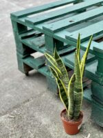 Zdjęcie rośliny Sansevieria Laurenti, ujęcie 3