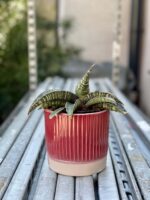 Zdjęcie rośliny Sansevieria Tabby Green, ujęcie 1