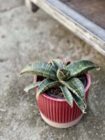 Zdjęcie rośliny Sansevieria Tabby Green, ujęcie 2
