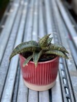 Zdjęcie rośliny Sansevieria Tabby Green, ujęcie 3