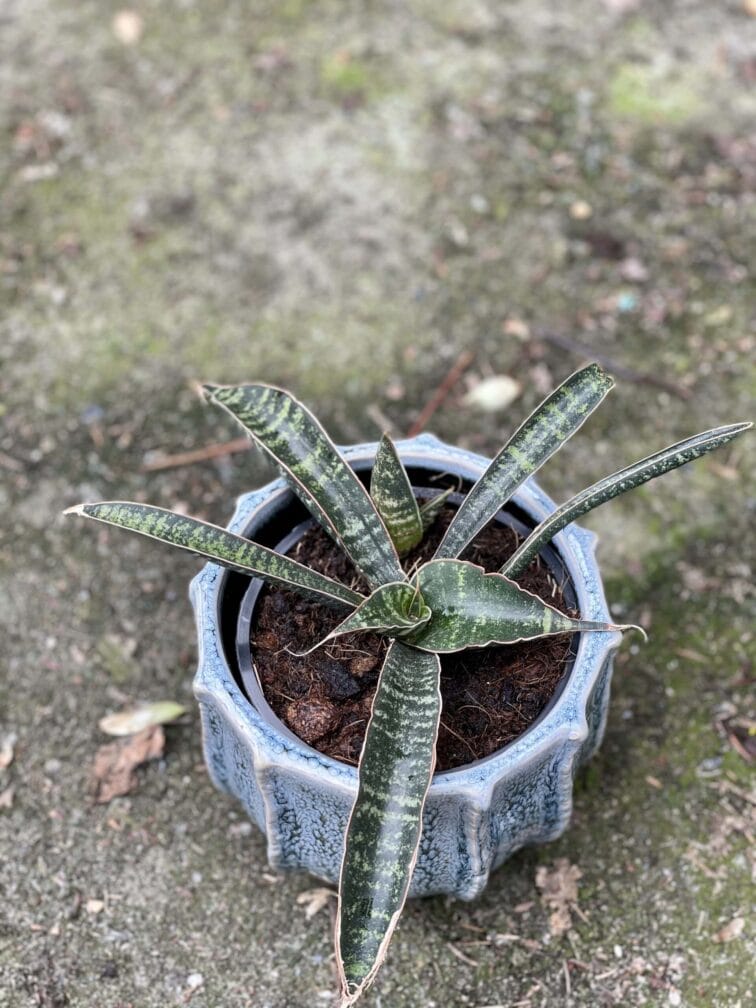 sansevieria-tabby-green_12x20-1_1622274877.jpg Zdjęcie rośliny Sansevieria Tabby Green, ujęcie 1
