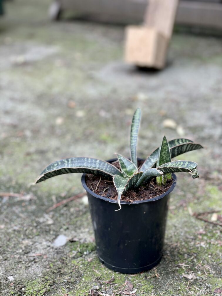 Zdjęcie rośliny Sansevieria Tabby Green, ujęcie 2