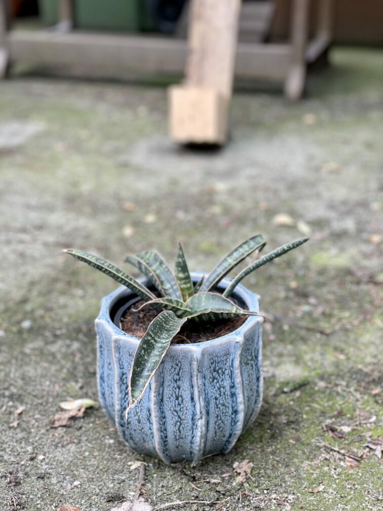 Zdjęcie rośliny Sansevieria Tabby Green, ujęcie 3