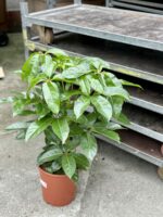 Zdjęcie rośliny Schefflera Amate, ujęcie 1