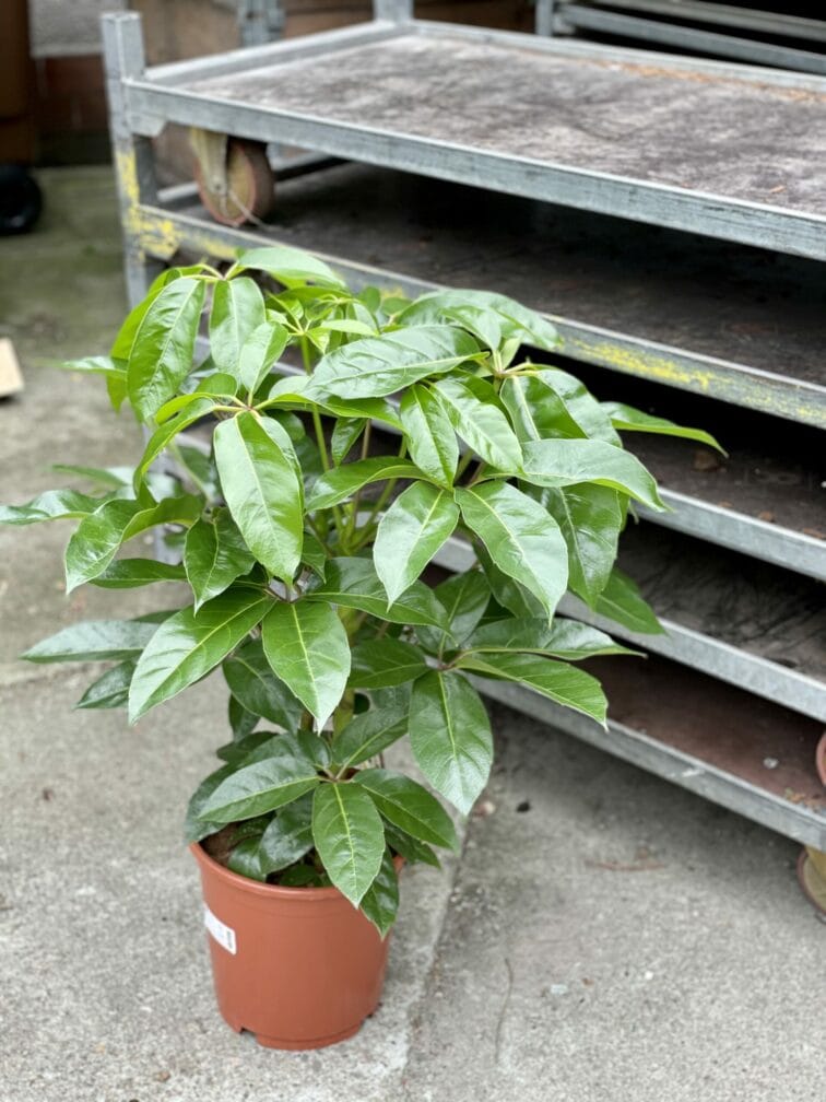 Zdjęcie rośliny Schefflera Amate, ujęcie 1