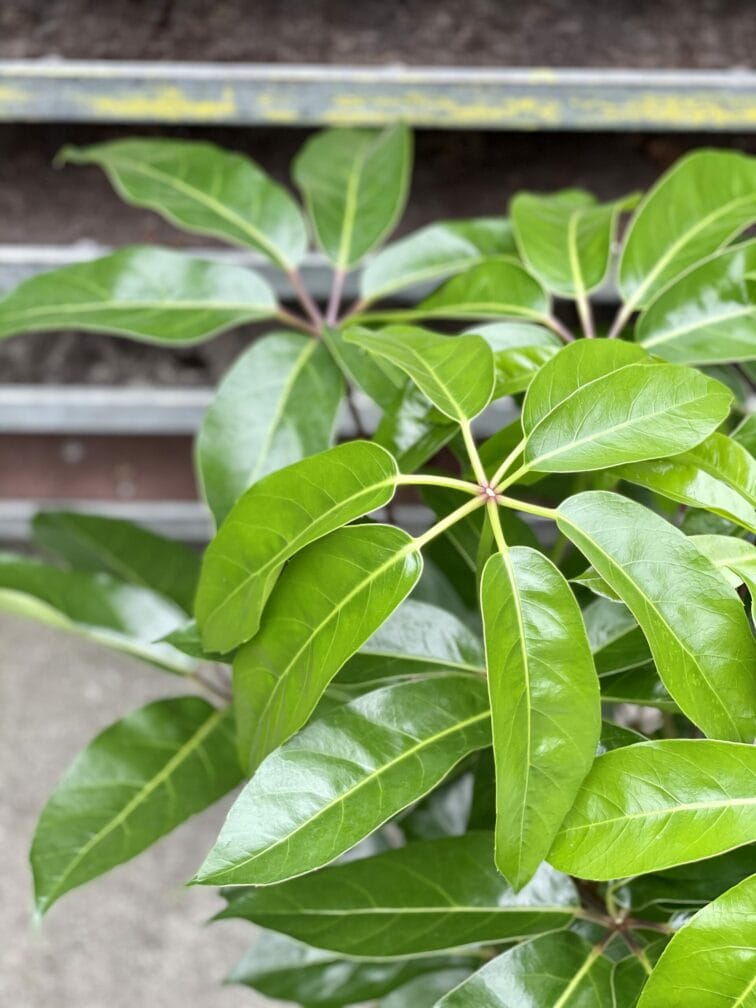 Zdjęcie rośliny Schefflera Amate, ujęcie 2
