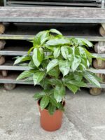Zdjęcie rośliny Schefflera Amate, ujęcie 3