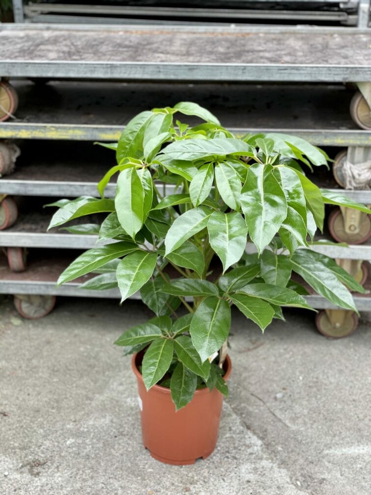 Zdjęcie rośliny Schefflera Amate, ujęcie 3