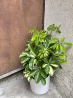 Zdjęcie rośliny Schefflera arboricola Gold Capella, ujęcie 1
