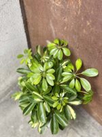 Zdjęcie rośliny Schefflera arboricola Gold Capella, ujęcie 2
