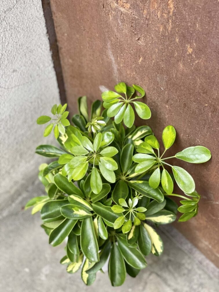 Zdjęcie rośliny Schefflera arboricola Gold Capella, ujęcie 2
