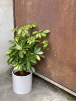 Zdjęcie rośliny Schefflera arboricola Gold Capella, ujęcie 3
