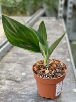 Zdjęcie rośliny Scindapsus treubi dark form, ujęcie 1