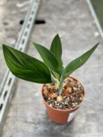 Zdjęcie rośliny Scindapsus treubi dark form, ujęcie 3