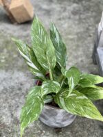 Zdjęcie rośliny Spathiphyllum Diamond (Skrzydłokwiat), ujęcie 1