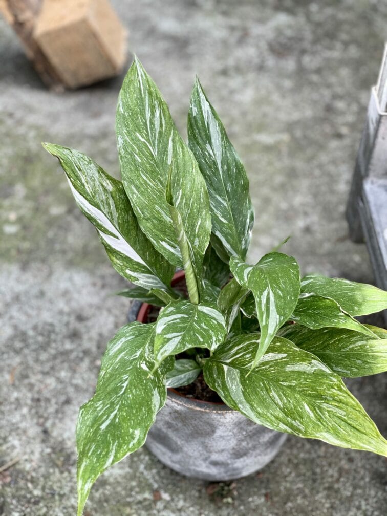 Zdjęcie rośliny Spathiphyllum Diamond (Skrzydłokwiat), ujęcie 1