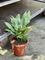 Zdjęcie rośliny Spathiphyllum Diamond (Skrzydłokwiat), ujęcie 2