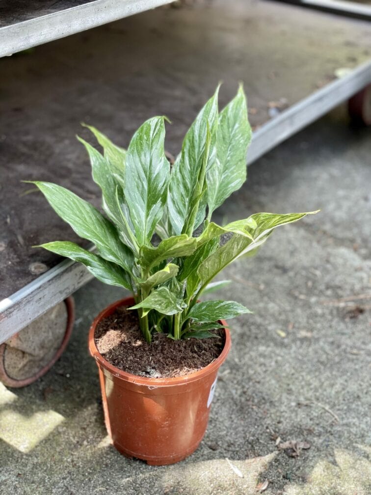 Zdjęcie rośliny Spathiphyllum Diamond (Skrzydłokwiat), ujęcie 2