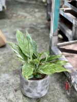 Zdjęcie rośliny Spathiphyllum Diamond (Skrzydłokwiat), ujęcie 3