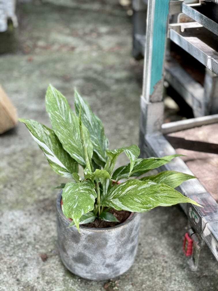 Zdjęcie rośliny Spathiphyllum Diamond (Skrzydłokwiat), ujęcie 3