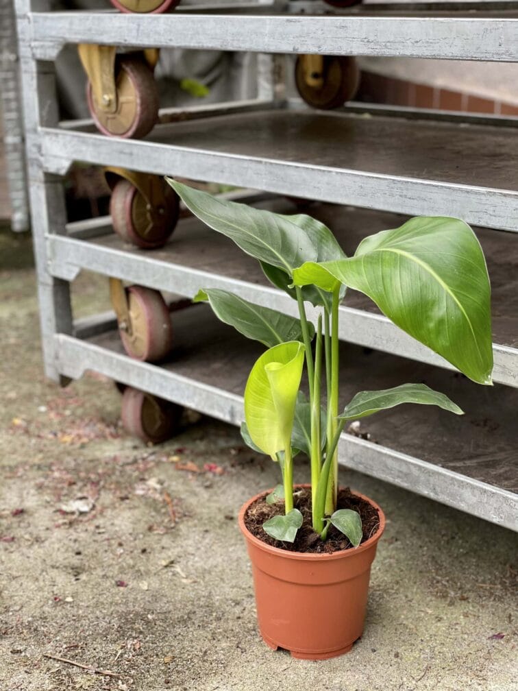 Zdjęcie rośliny Strelitzia Nicolai, ujęcie 1