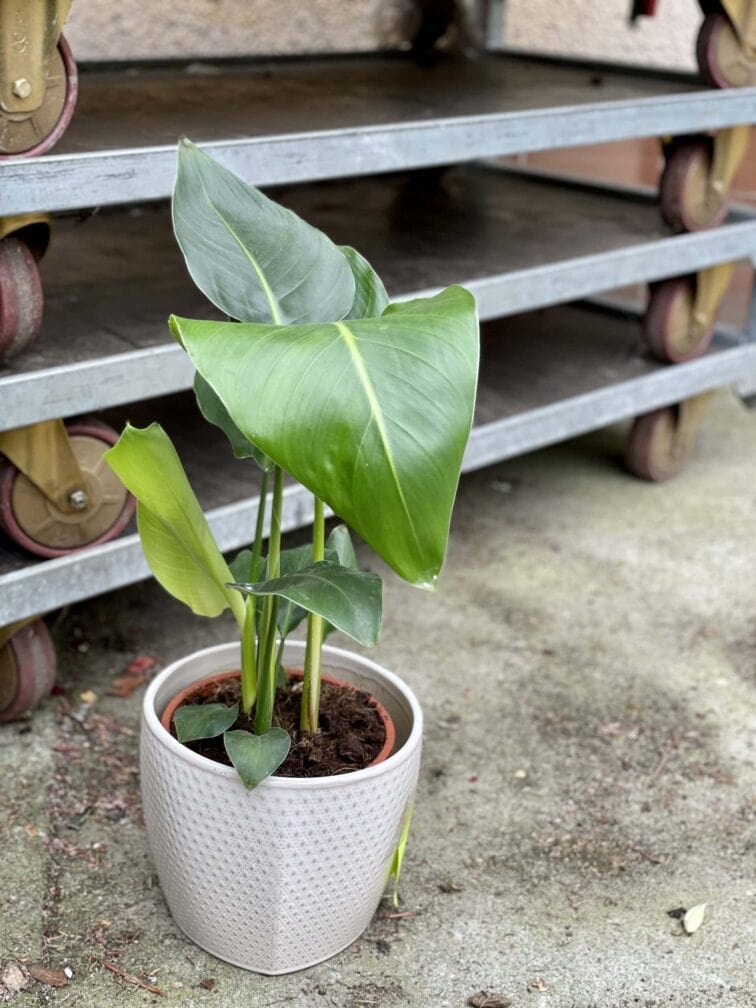 Zdjęcie rośliny Strelitzia Nicolai, ujęcie 2