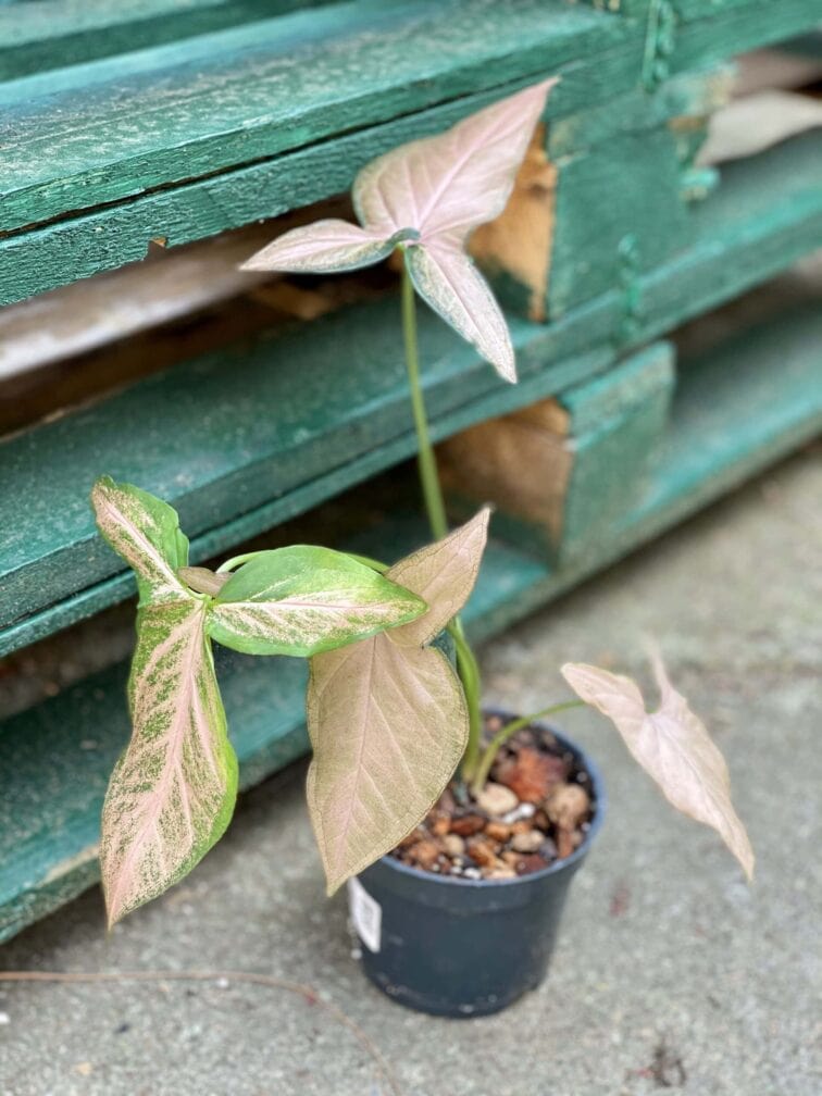 Zdjęcie rośliny Syngonium Pink Flecked, ujęcie 1