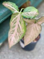 Zdjęcie rośliny Syngonium Pink Flecked, ujęcie 3
