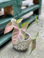 Zdjęcie rośliny Syngonium Pink Flecked, ujęcie 1