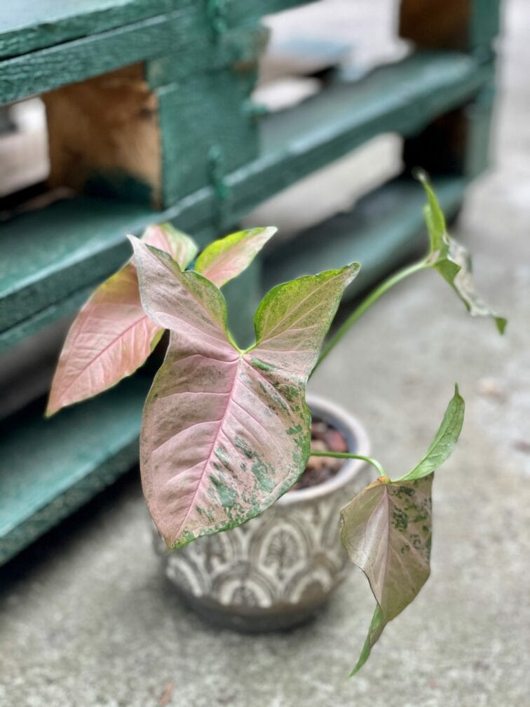 syngonium-pink-flecked_12x37-1_1620987004.jpg Zdjęcie rośliny Syngonium Pink Flecked, ujęcie 1