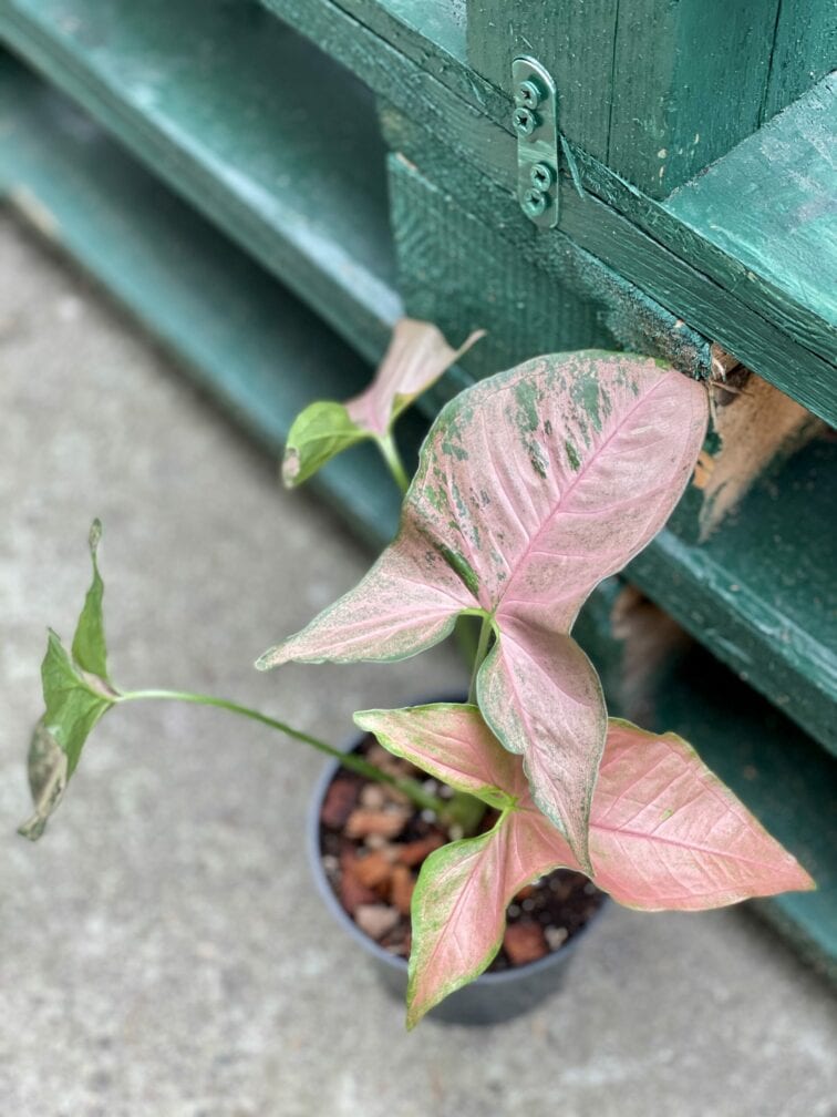 Zdjęcie rośliny Syngonium Pink Flecked, ujęcie 2