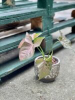 Zdjęcie rośliny Syngonium Pink Flecked, ujęcie 3