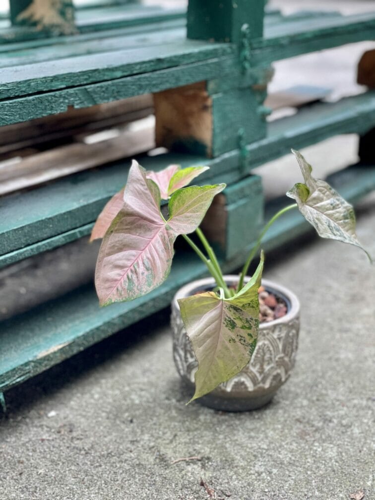 Zdjęcie rośliny Syngonium Pink Flecked, ujęcie 3