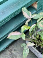 Zdjęcie rośliny Syngonium Pink Splash, ujęcie 1