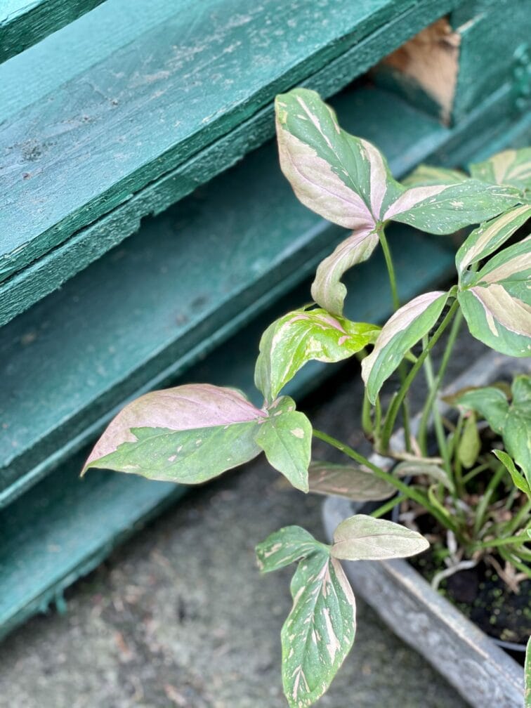 Zdjęcie rośliny Syngonium Pink Splash, ujęcie 1
