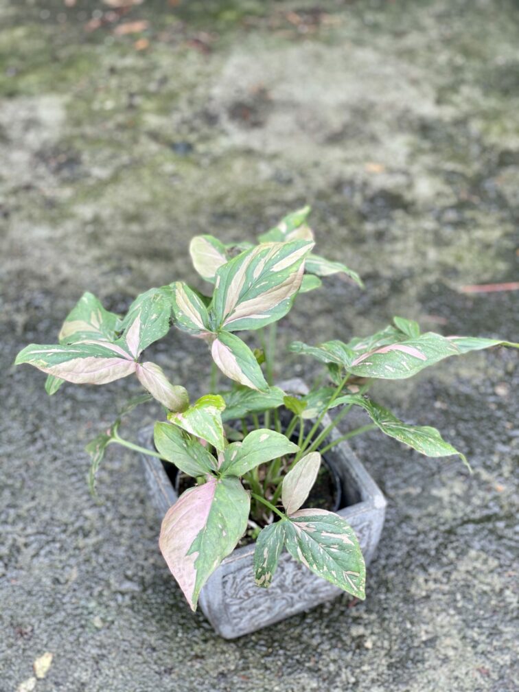 Zdjęcie rośliny Syngonium Pink Splash, ujęcie 2