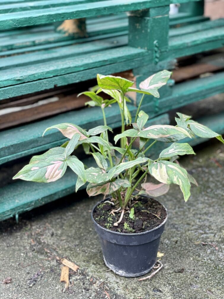 Zdjęcie rośliny Syngonium Pink Splash, ujęcie 3