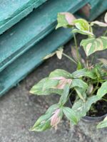 Zdjęcie rośliny Syngonium Pink Splash, ujęcie 4