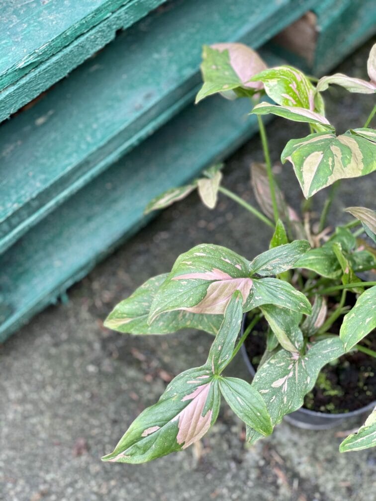 Zdjęcie rośliny Syngonium Pink Splash, ujęcie 4