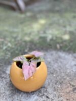 Zdjęcie rośliny Syngonium Pink Spot, ujęcie 2