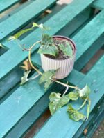 Zdjęcie rośliny Syngonium Podophyllum Albo Variegata, ujęcie 1