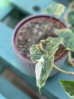 Zdjęcie rośliny Syngonium Podophyllum Albo Variegata, ujęcie 2