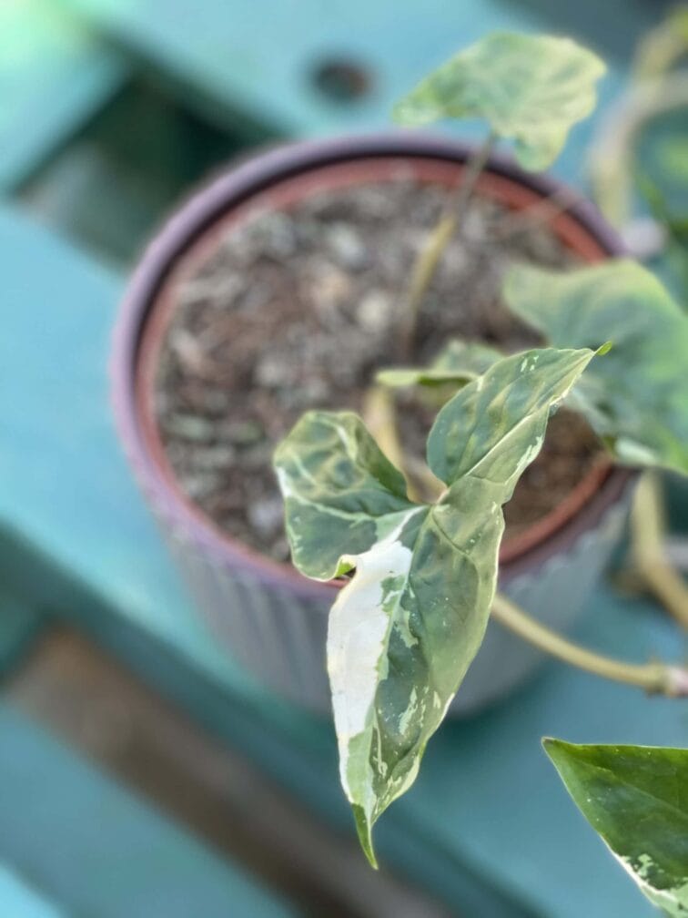 Zdjęcie rośliny Syngonium Podophyllum Albo Variegata, ujęcie 2
