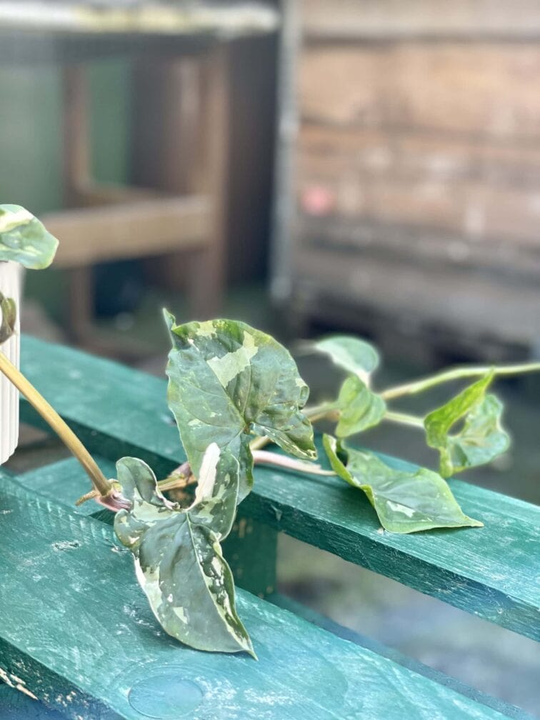 Zdjęcie rośliny Syngonium Podophyllum Albo Variegata, ujęcie 3