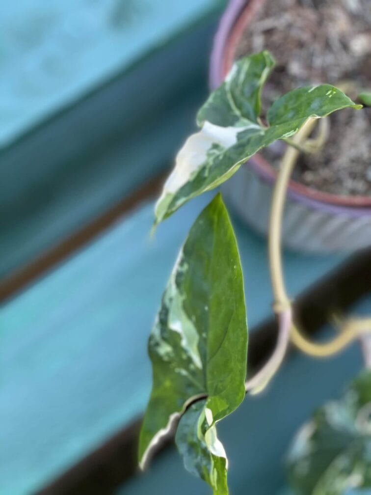 Zdjęcie rośliny Syngonium Podophyllum Albo Variegata, ujęcie 4