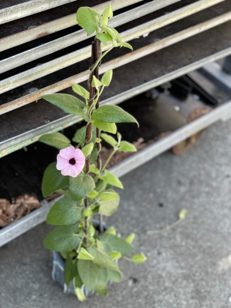 thunbergia-alata-rosa_13x60-1_1621586377.jpg Zdjęcie rośliny Thunbergia alata Rosa, ujęcie 1